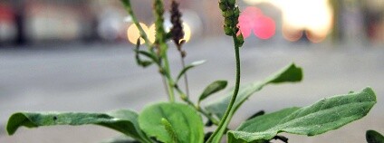 Foto: marc falardeau / Flickr