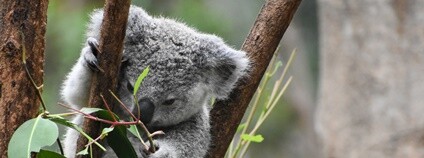 Koala Foto: Archie Carlson Unsplash