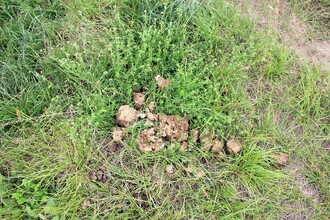 Na trus vázaní brouci mají pravděpodobně již od dob dinosaurů nezastupitelnou roli v ekosystému. 