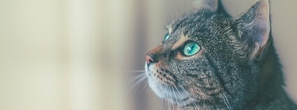 Kočka Foto: James Sutton Unsplash
