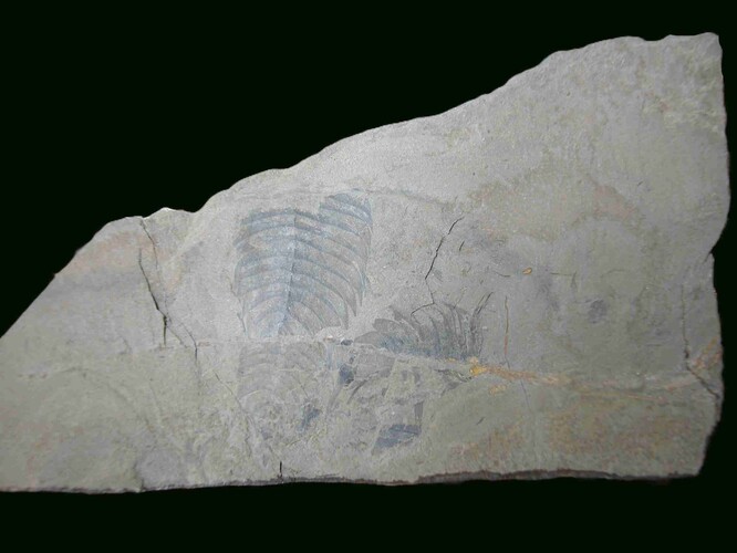 Fosilie (Kodymirus vagans).