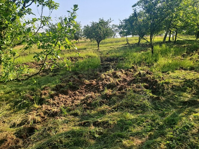 Pohled na část rozryté louky.<br />
