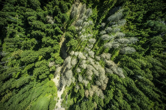Kůrovec v Krkonošském národním parku.