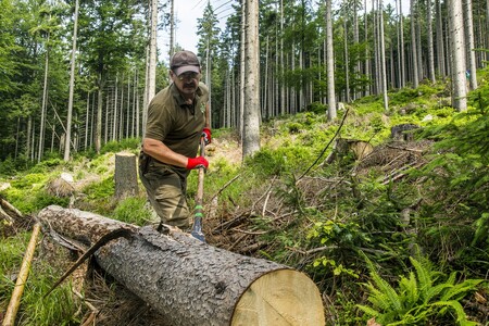 Krkonoše nyní procházejí čtvrtou rozsáhlou změnou druhové skladby lesů za posledních 500 let. Na snímku odkorňování kůrovcem napadeného stromu.