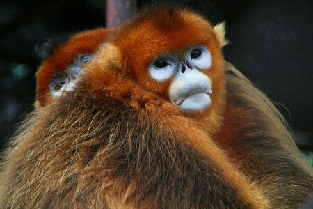 Langur čínský není dosud chován nikde mimo Asii