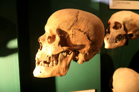 Lebky našich předků v antropologické expozici Národního muzea v Praze. 