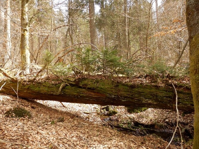 Živé stromy pohlcují značné množství oxidu uhličitého z atmosféry a ukládají ho do půdy. Mají tak důležitou roli v ochraně klimatu. Podle AV však o dopadu tlejícího dřeva mrtvých stromů na globální koloběh uhlíku dosud vědci věděli jen málo. 