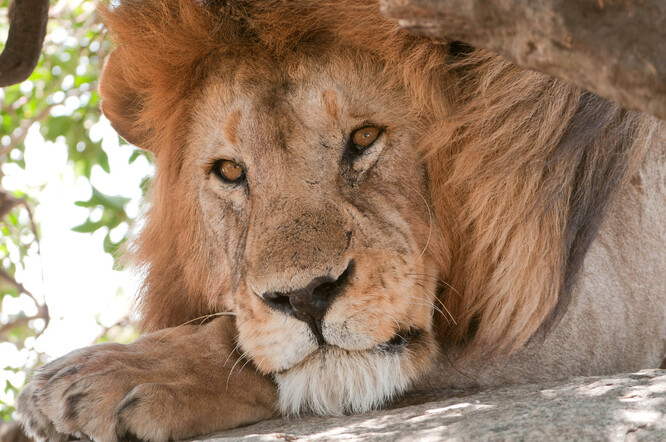 Lev v Serengeti (Tanzánie)