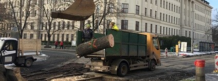 Pokácené lípy poslouží vědeckým analýzám Foto: Mendelova univerzita v Brně 