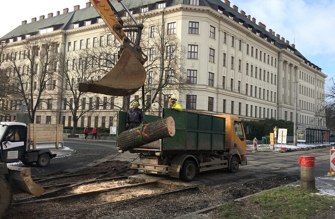 Získat vzorky z městských alejí je podle něj unikátní příležitost. Vědci totiž dosud zkoumali především materiálové vlastnosti stromů z lesních celků.