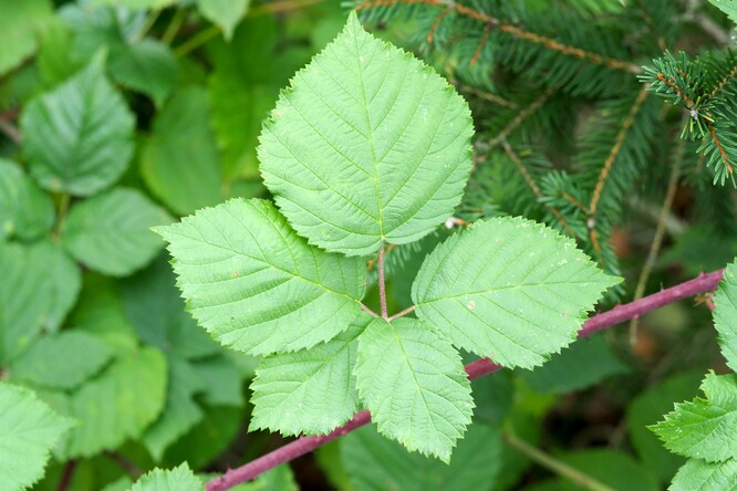 Pětičetný list ostružiníku tmavorůžového (Rubus atroroseus) s typicky nápadně širokým terminálním lístkem.