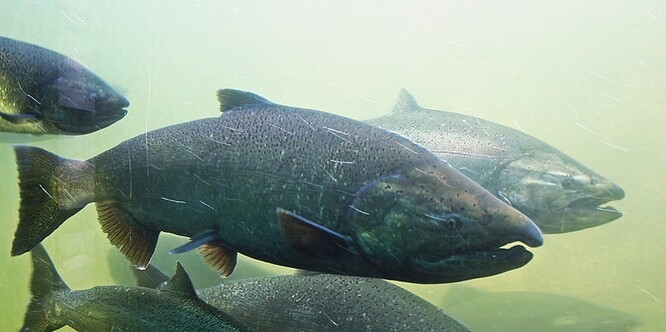 Státní úřad Oregon Department of Fish & Wildlife (ODFW) už desítky let takto podporuje tamní populace lososů zdecimované výstavbou čtyř přehrad v 60. a 70. letech.
