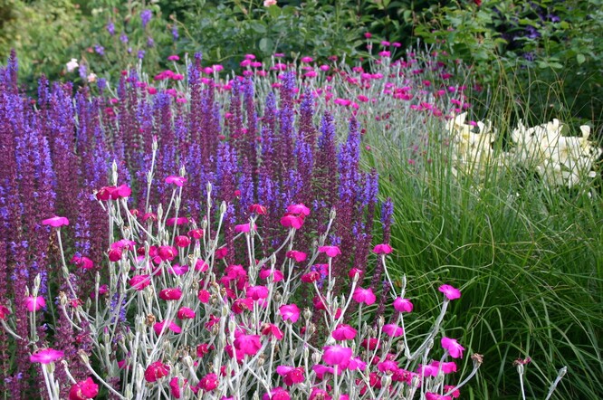 Lychnis coronaria – kohoutek věncový zvládá extrémní sucho a dokáže se volně šířit semeny dál ze záhonu.