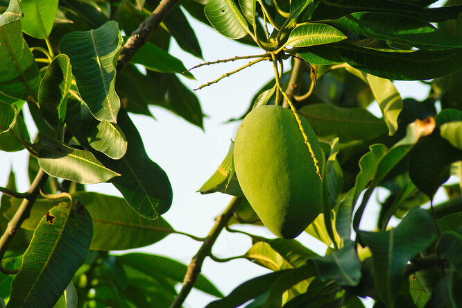 Mango je v Egyptě oblíbenou letní pochoutkou. Plody zabarvené od zelené přes žlutou až do červené běžně plní stánky ovocnářů a prodavačů šťáv v ulicích hlavního města Káhiry. 