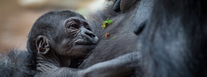 Foto: Miroslav Bobek / Zoo Praha