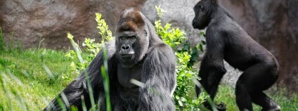 Foto: Miroslav Bobek / Zoo Praha