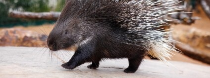 Foto: Miroslav Bobek / Zoo Praha 