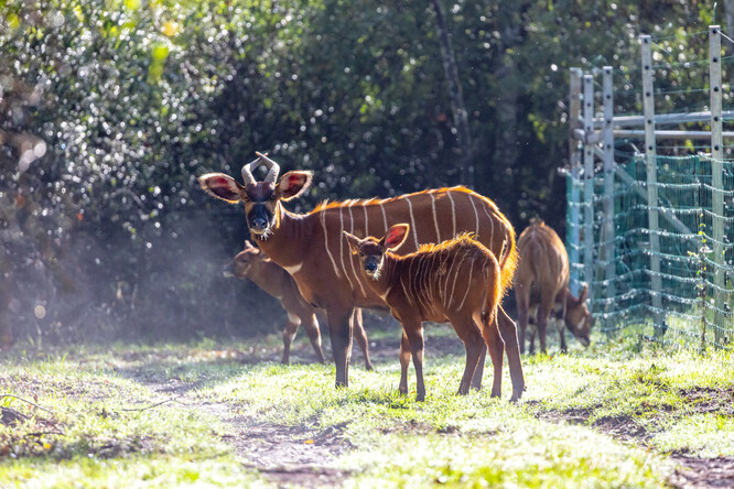 Mount Kenya Wildlife Conservancy zřídila obory, ve kterých bongové odchovaní v lidské péči přivykají na život v divočině. 