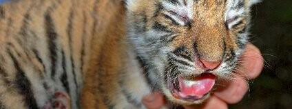 Foto: Zoo Zlín