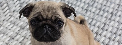 Mops Foto: ebbe ostebo Flickr