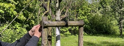  	Nová výsadba Foto: Mendelova univerzita v Brně 
