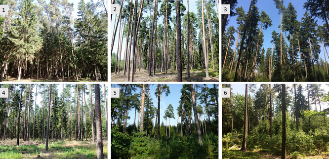  Obr. 8 - Příkladná vizuální ukázka postupu přestavby borového porostu s podrostem smrku ve spodní etáži na druhově pestrý a bohatě strukturovaný les, jehož cílem je vypěstovat les neustále trvale tvořivý – Dauerwald. 