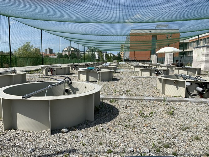 Experimentální nádrže (tzv. mesokosmy) v kampusu Jihočeské univerzity a Biologického centra AV ČR, v.v.i., které nám umožňují provádět pokusy v částečně kontrolovaných podmínkách.