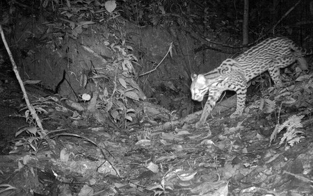 Mladý ocelot se vydává na noční lov. Běda hladovým agutiům