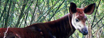 Foto: Raul654 / Wikimedia Commons