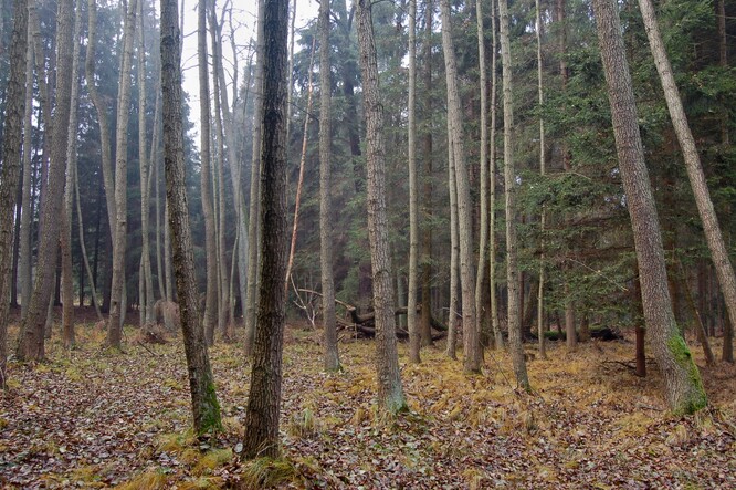 Olše lepkavá
