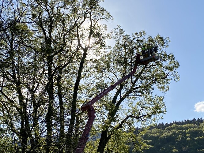Památná lípa v Horním Maršově.  Stromolezci zredukovali objem koruny o cca 20 %, náročnou práci museli udělat z vysokozdvižné plošiny. 