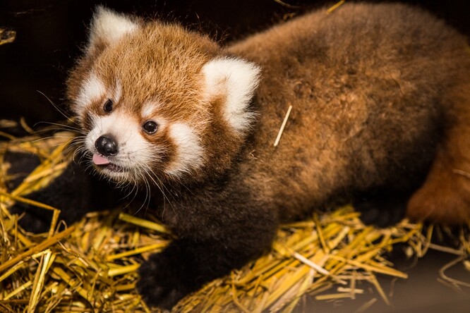 Pandy červené jsou podle zoo choulostivé šelmy, jejichž chov je náročný.
