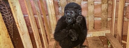 Gorilí mládě v Kamerunu Foto: Zoo Praha
