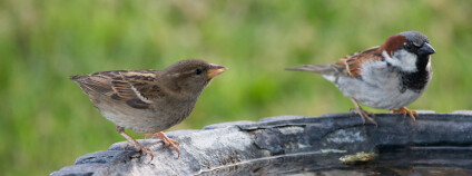 Foto: Allegresse Photography / Shutterstock