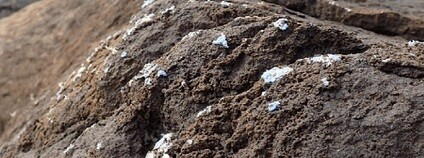 Foto: Gestoso et al., Sci. Total Environ., 2019 