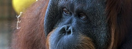 Orangutan bornejský Foto: Jordi Payà Canals Flickr 
