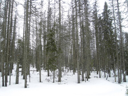 Prameny Vltavy na jaře 2010 – hřbitov mrtvých stromů.