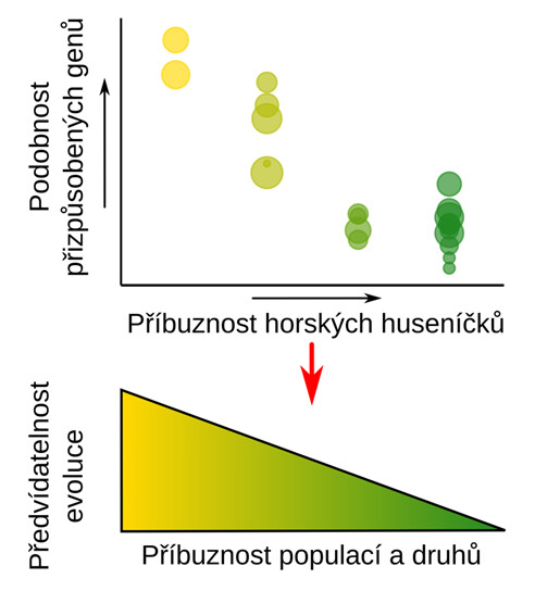 Příbuznější huseníčky se přizpůsobují pomocí podobnějších genů, jejich genetická odpověď na změnu prostředí je tedy předvídatelnější.