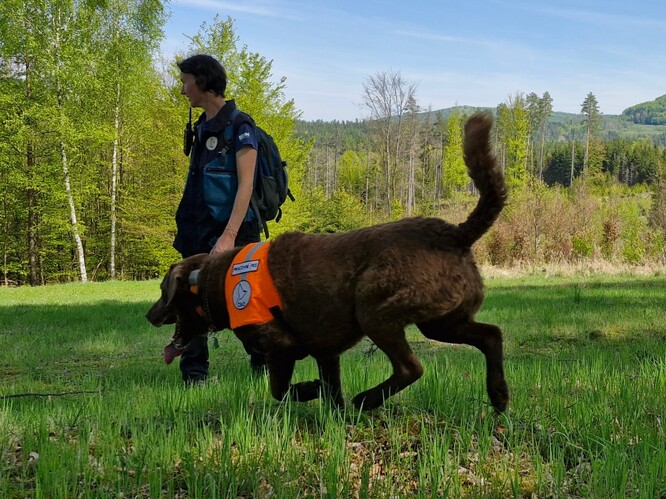 Správa NP České Švýcarsko navázala spolupráci s „psí jednotkou“ Českého svazu ornitologického, pro lepší prevenci travičství a dalších druhů environmentální kriminality. Na snímku psovodka Klára Hlubocká z ČSO, se speciálně cvičenými Chesapeake Bay retrívry Viky a Irbis. 