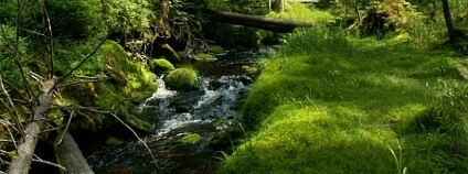 Ptačí potok na Modravě, Šumava. Foto: ŠUMAVAPRO