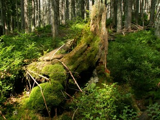 Ptačí potok - území, kde se řadu let proti kůrovci nezasahuje