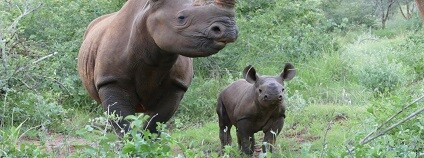 foto: Safari Park Dvůr Králové 