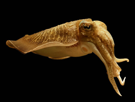 Vědci už dlouho vědí, že sépie obecná (<em>Sepia officinalis</em>), stejně jako několik dalších příbuzných druhů, zadrží dech, pokud ji ohrožují predátoři.