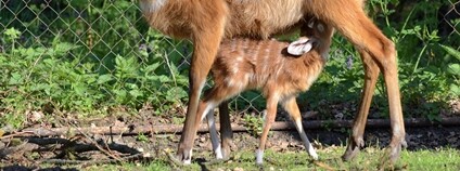 Mládě sitatungy Foto: Zoo Hodonín 
