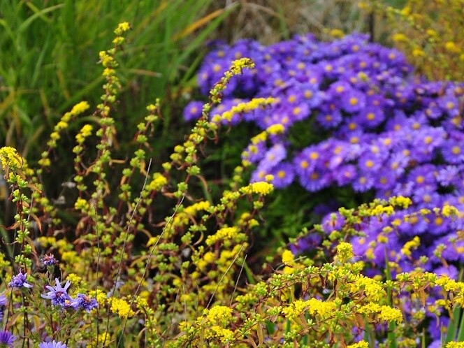 Solidago caesia je zlatobýl, který v našich podmínkách není invazní.