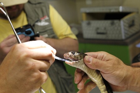V zoologické zahradě ve Dvoře Králové odoperovali jednoho z nejnebezpečnějších hadů světa kobru černou. 