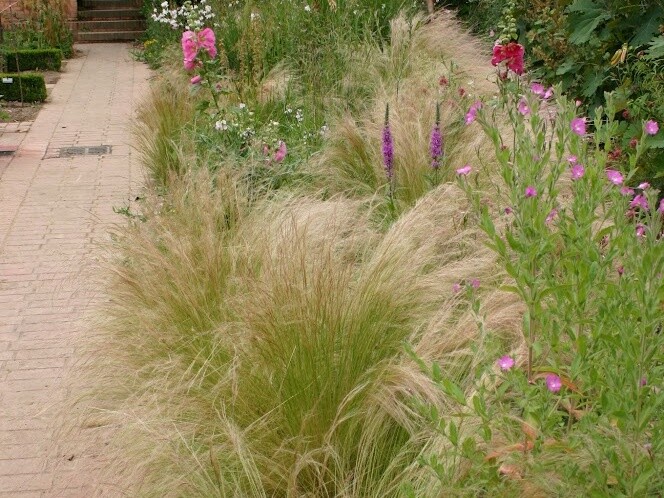 Stipa tenuissima – tento severoamerický kavyl je oblíbená, módní travina, která je doma ve velmi suchých oblastech USA.