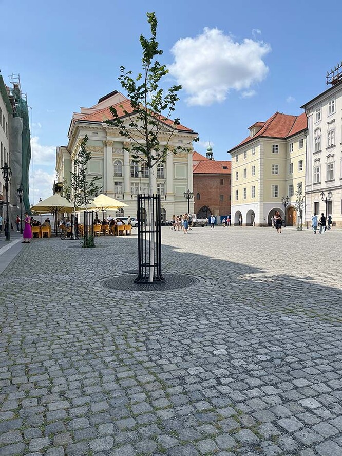 Jilmy odolné vůči grafióze vysazené v roce 2024 na Ovocném trhu v Praze.