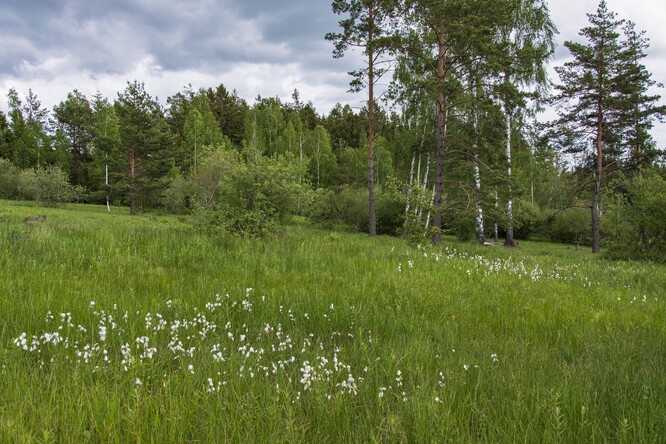 Suchopýry.