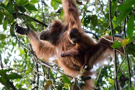 Nejúžasnější zážitek? Když se začali kolem tábora objevovat orangutani